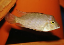 Ctenochromis polli mâle