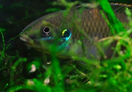 Enigmatochromis lucanusi mâle