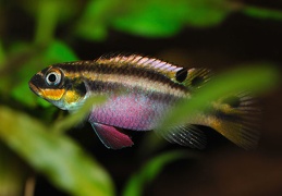 Pelvicachromis taeniatus Moliwe femelle