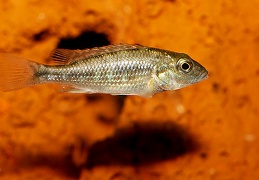 Thoracochromis