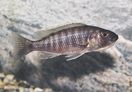 Sciaenochromis fryeri Maleri