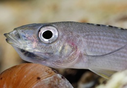 Paracyprichromis brieni Uvira femelle sauvage en incubation