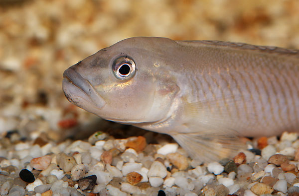 lamprologus_cf.mocquardi.jpg