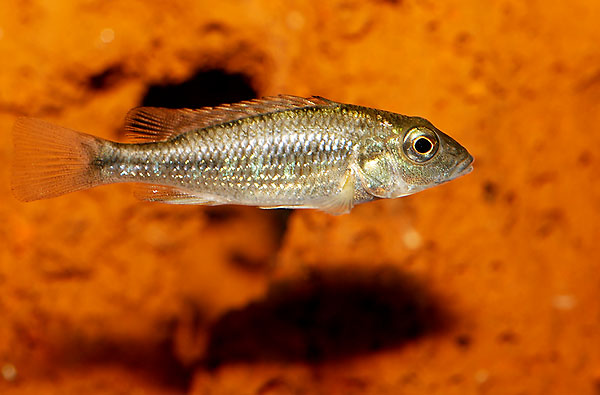 thoracochromis_buysi.jpg