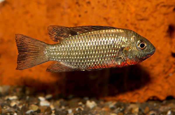 tilapia_discolor_lac_bosumtwi.jpg