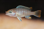 Cynotilapia 