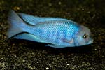 Malawi