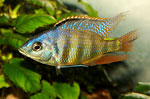 Malawi