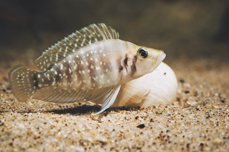 Altolamprologus calvus "White" - DSC_2977.jpg DSC_2977.jpg