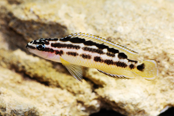 juvenile-transcriptus-bemba.jpg