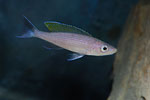 Tanganyika