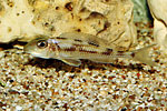 Tanganyika