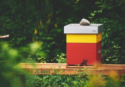 Une ruche au milieu des bois.