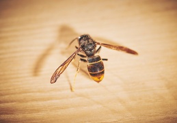 Vespa velutina