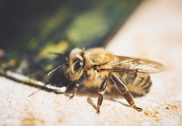 Très jeune abeille.