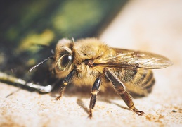 Très jeune abeille.