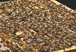 Une ruche pleine d'abeilles