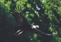 Vultur gryphus, Condor des Andes.