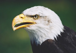 Haliaeetus leucocephalus, Pygargue à tête blanche.