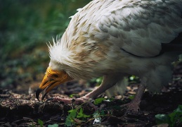 Vautour percnoptère, Neophron percnopterus.