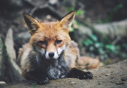 Vulpes vulpes, Renard roux.