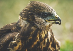 Buteo buteo, Buse variable juvénile libre et sauvage.