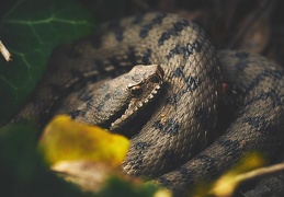 Vipera aspis, Vipère aspic libre et sauvage.