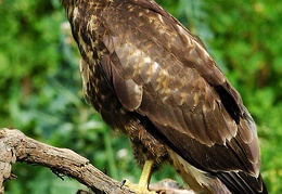 buteo buteo juvenile millioche marin 20050710-2