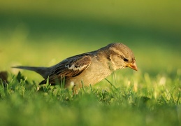 passer domesticus