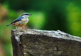 sitta europaea millioche marin 20050629