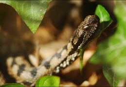 vipera aspis millioche