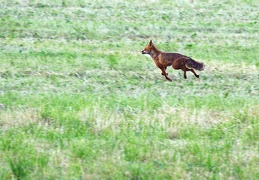 vulpes vulpes millioche