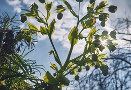 Helleborus foetidus