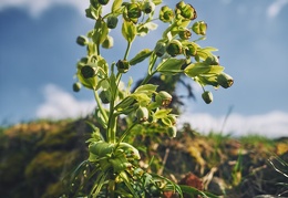 Helleborus foetidus