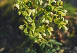 Helleborus foetidus