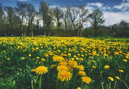 Pleine floraison des pissenlits