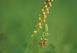 Orchis antropophora