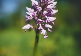 Orchis militaris