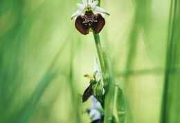 Ophrys fuciflora