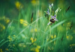 Ophrys fuciflora