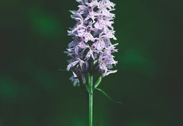 Dactylorhiza fuchsii