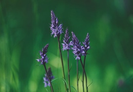 Dactylorhiza fuchsii