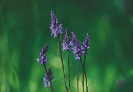 Dactylorhiza fuchsii