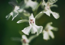 Dactylorhiza