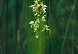 Dactylorhiza ochroleuca