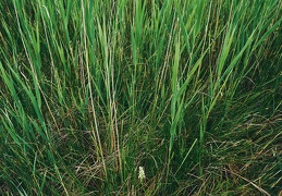 Dactylorhiza ochroleuca