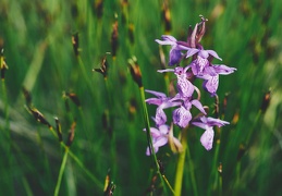 Dactylorhiza "Praubert"