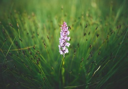 Orchis moucheron au milieu de choin ferrugineux.