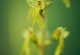 Grande Listère, Neottia ovata