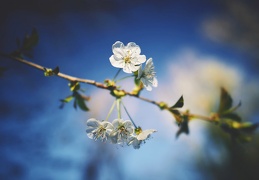 Prunus avium, petit arbre de la forêt